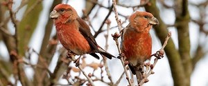 Parrot crossbill - Alchetron, The Free Social Encyclopedia
