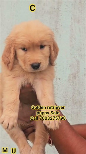 Golden retriever dog puppy sale near dumdum West Bengal #goldenretriever #dogs #dog