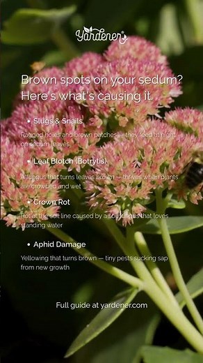 Brown Spots on Sedum Leaves — 4 Causes & How to Fix Them #gardeningtips #springgarden