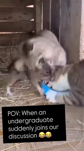 Kaduna State University | POV: When an undergraduate suddenly joins our discussion | Instagram