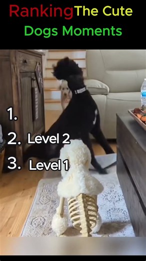 Ranking The Cutest Dog Moments 🐶❤️