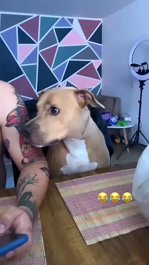 Adorable Dog Interacts with Owner at Home