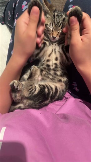 Cute kitty #remix #music #cat #cutecat #kitten #cat #viral #trending #meow #newmusic #trending