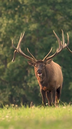 47K views · 1.6K reactions | These 2 bull elk are easily still the largest bulls I have ever seen. Had the privilege to watch them fight each other a few times during the rut. | Harry Collins Photography | Facebook