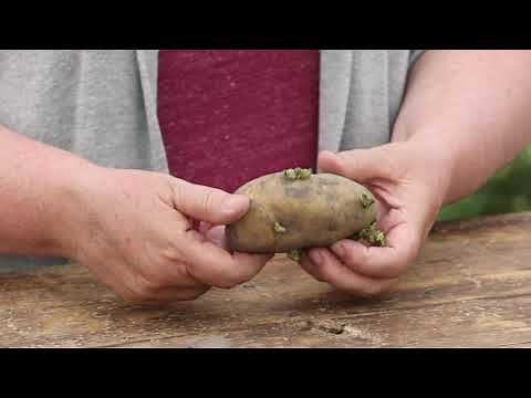How to Plant Potatoes