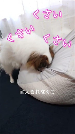 犬に息吹きかけたら #愛犬 #犬のいる生活 #パピヨン
