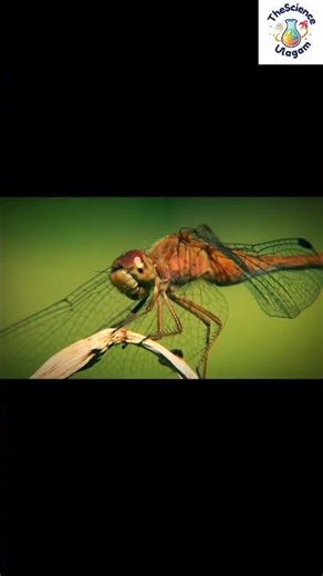 The World's Deadliest Hunter! 🐉🪰 | சிங்கம் இல்ல... இதுதான்!