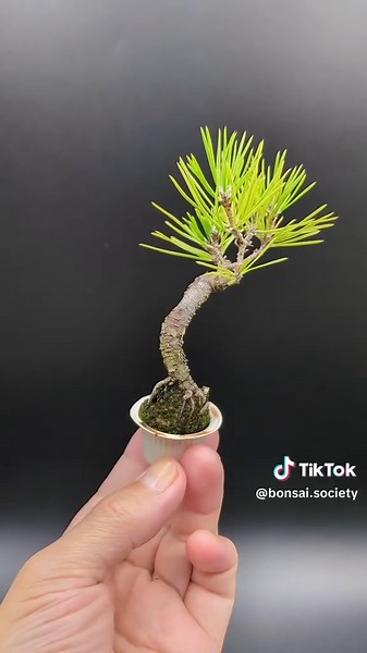 Growing Japanese Black Pine Bonsai in Coffee Cream Container