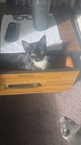 Maximus and Ruby Sue found the Hidden Catnip 😺 😺