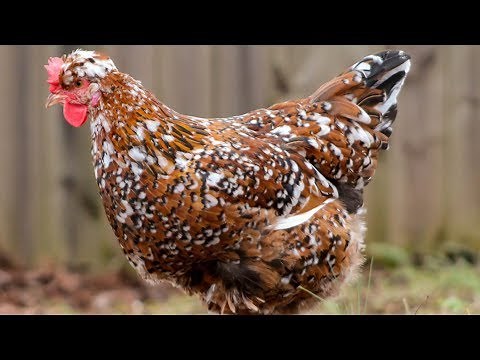 Swedish Flower Chickens | Nordic Resilience