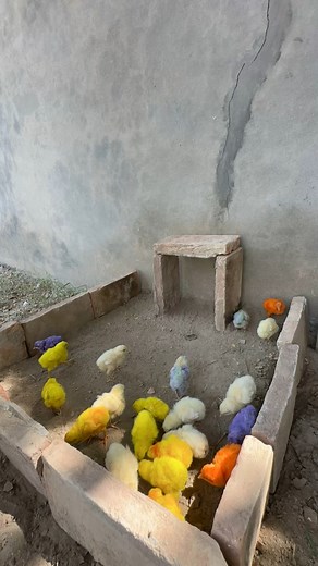 Make colourful chicks house #reel#minivlogs#petvlogs# | 2 In 1 Pets