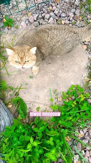 Sand cat meows 🐱 #cat #cute #catvideos