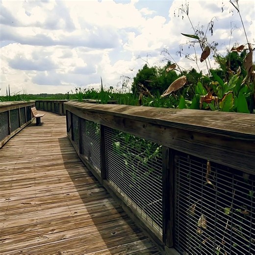 Sweetwater Wetlands 🐊 Gainesville Florida