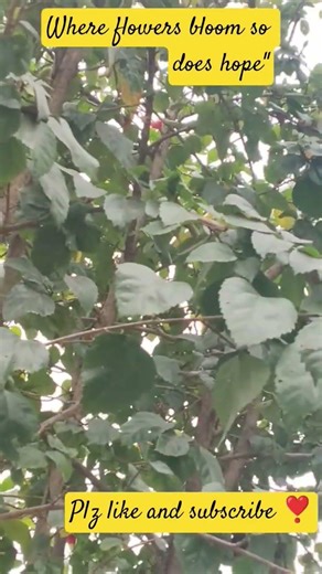 Funny Shorts#ytshorts#shorts#funny #nonfollowers#viral#fbreels#viralreels#yt#ytindia#youtube#flowers