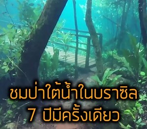 2.1M views · 84K reactions | นี่คือหนึ่งในจุดหมายในฝันที่ผู้รักการดำน้ำจะต้องไปเยือนสักครั้งในชีวิต กับป่าเขียวใต้น้ำแห่งบราซิลที่ใน 7 ปีจะมีโอกาสเกิดขึ้นแค่ครั้งเดียวเท่านั้น | Around the World | Facebook