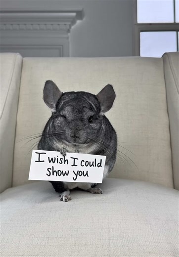Finding Everyday Joy with Chinchillas