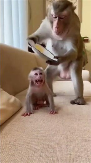 Mom Monkey Gets Shocked Awake 😂🐒 | Baby’s Loud Reaction!