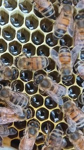 131K views · 11K reactions | Shiny honey! And busy bees Another long video... sorry #honey #bees | Mademoiselle Bee | Facebook