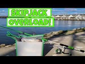 Catching Skipjack at Wheeler Dam