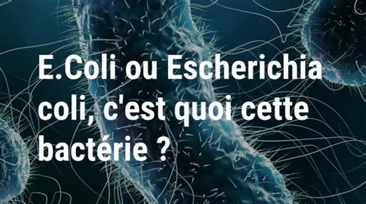 E.coli, c'est quoi cette bactérie ?