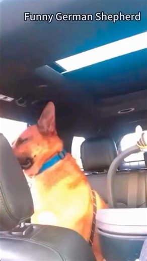 Animals With the Funniest Reactions . Unexpected Pet Moments!