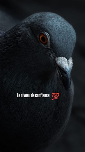 Alizée | Photographer who travels solo 🌍 on Instagram: "🇫🇷 Je n’avais rien prévu, et j’ai capturé ça par hasard. Il voulait clairement impressionner. Vraiment. Gonflage, posture, démonstration complète. Un vrai show, donné à 100%… pour absolument rien. J’ai trouvé la scène beaucoup trop drôle pour ne pas la partager 🥲 🇬🇧 I wasn’t expecting this at all — it just happened. He really wanted to impress. Like, really. Chest out, posture on point, full performance. A complete show, giving everyt