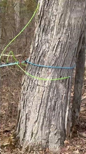 Maple sap collection | piping | S032026 #nature #maple #maplesyrup