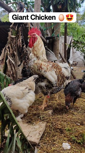 28K views · 660 reactions | Giant Chicken, farm hen. | Avicultura Los Andes | Facebook