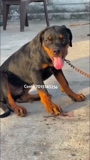 Semi Adult Rottweiler Male Puppy 🔥🔥 #music #song #subscribe