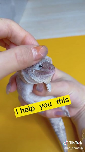 Leopard Gecko Shedding Hoodie - Cute Pet Story