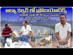 ఆర్గానిక్ పద్దతిలో రొయ్యల సాగు | Probiotics in Prawn Culture | AgriTech Telugu