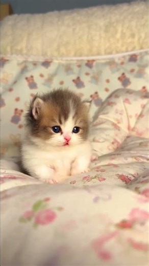 Cutest Hiccups of little cat ASMR #catcare