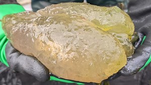 HAVE YOU SEEN THIS GOO? Bryozoan colony found in northeast Michigan