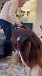 "when she uses my dog instead of her cane 😭😭😭🥹" H/t u/Chewythenewfie via r/aww | Reddit