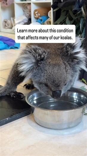 🐨💧 A koala glued to a water source for a long time isn’t just having a drink: constant, excessive gulping is the classic symptom of oxalate kidney disease. When calcium-oxalate crystals block the kidney filters, water races straight through the body. On the outside you’ll notice long, desperate drinks, weight loss, lethargy and a dull coat; in the clinic vets find glitter-like crystals in urine, and kidneys altered by the disease, on ultrasound. Blood tests sometimes reflect rising urea and cr