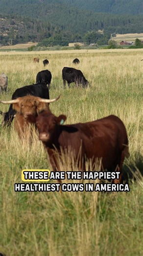 From our family farm to your table 🥩 For three generations, our Regenerative Organic Certified® farm has lead the way in regenerative farming to give Americans meat that is healthy for their bodies and healthy for the world. We’re proud to be: • The world’s first & only Regenerative Organic Certified® pork producer • The largest certified organic pork producer in the U.S. • The first & only Regenerative Organic Certified® beef producer in the U.S. • Creators of the first Regenerative Organic Ce