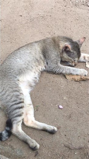 Hilarious Cat Snoring Compilation 🗯😹