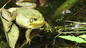 Frog, Toad, Swamp. Free Stock Video