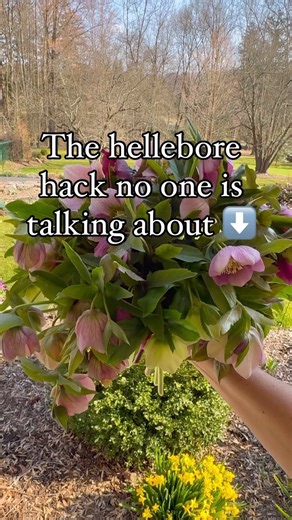 11K views · 633 reactions | Most of us grow hellebores as an early...