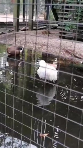 Ladybird (@ladybird6483)’s videos with Duck Song - Duck quacking song