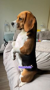 38K views · 2.7K reactions | I’m not sad… just thinking about life.. ☁️ | Beagleholic | Facebook