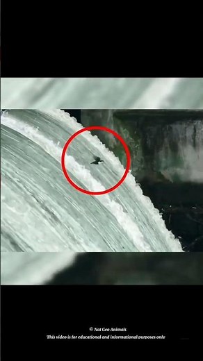 this Bird lives in water| American Dipper aquatic songbird