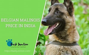 Belgian Malinois price In India | Feeding Cost | cost of a Belgian Malinois in India | Belgian Malinois price in India [All Major Cities]