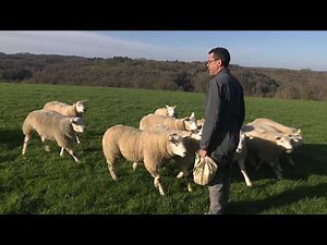 Cet éleveur ovin triomphe au Salon de l'Agriculture
