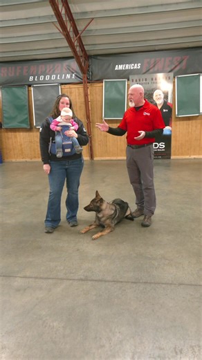 PDS is proud to be the nation’s largest provider of home-raised, family friendly, personal protection dogs. Our dogs are trained to be both loving companions and powerful protectors. Home-raised, family-ready protection dogs — from our family to yours. Discover the difference. See what we’re all about. www.protectiondogsales.com #germanshepherd #germanshepherds #protection #protectiondogs #familyprotection