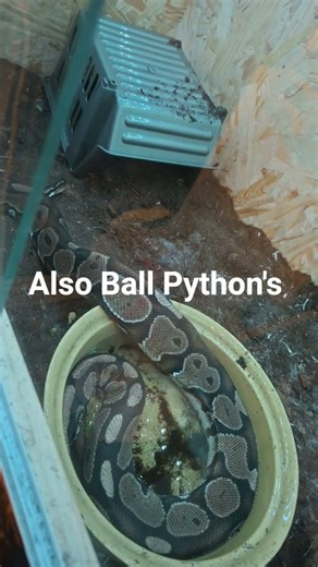 #snake #ballpython #cute #fun #funnypets #reptile #reptilelover #bestpet #beauty #spaday #relatable