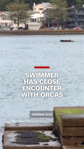 A viral Facebook video shows the moment orca whales swam up to a man sunbathing on a pontoon boat in New Zealand. | CNN