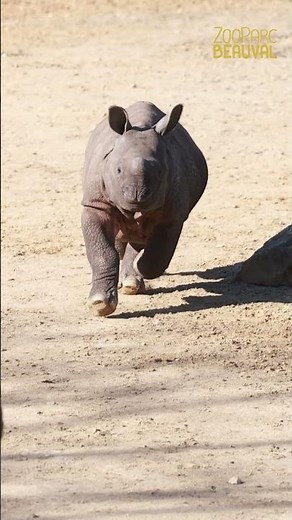 ZooParc de Beauval : les naissances du moment