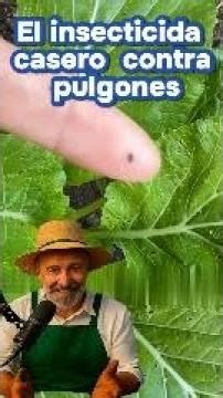 Insecticida natural que elimina pulgones y escarabajos pulga