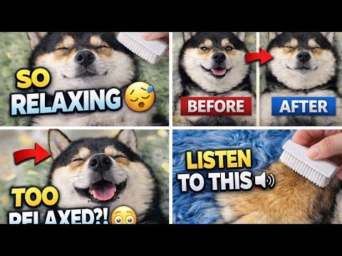 Dog Spa ASMR for Deep Sleep 🐶 | Calming & Soothing Sounds